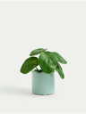 Marks & Spencer Umělá mini rostlina  v květináči Marks & Spencer Pilea