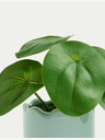 Marks & Spencer Umělá mini rostlina  v květináči Marks & Spencer Pilea